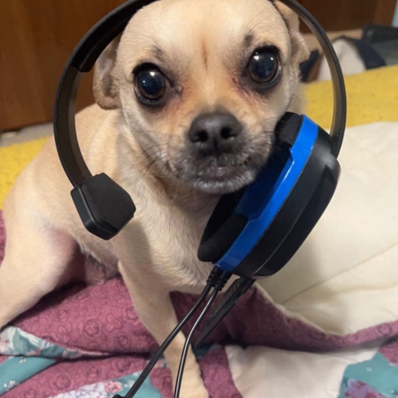 LIVE SHARE SHOW FLYER - Picture 2 of 16